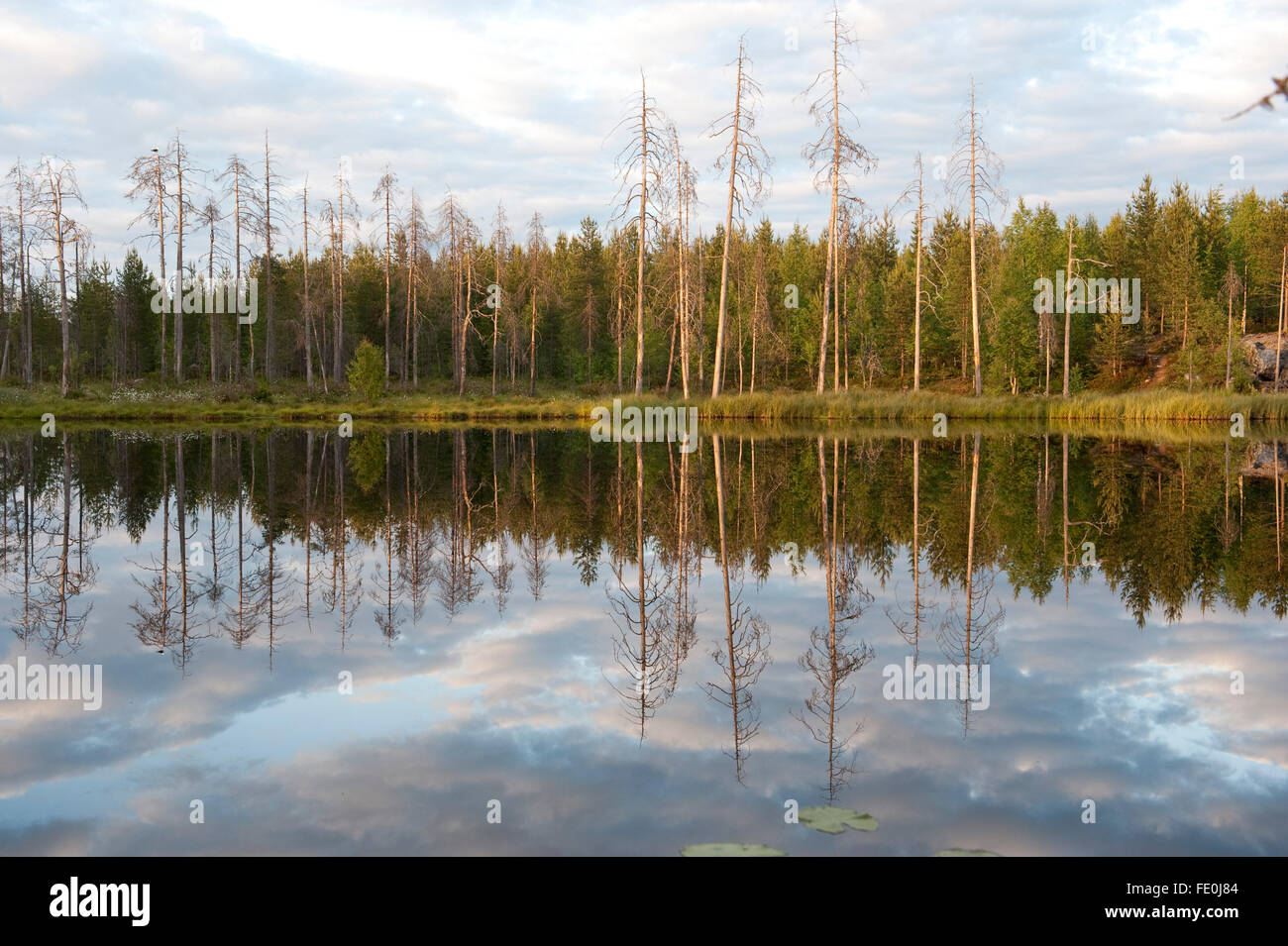 Kleiner See in den späten Abend Licht, Finnland Stockfoto