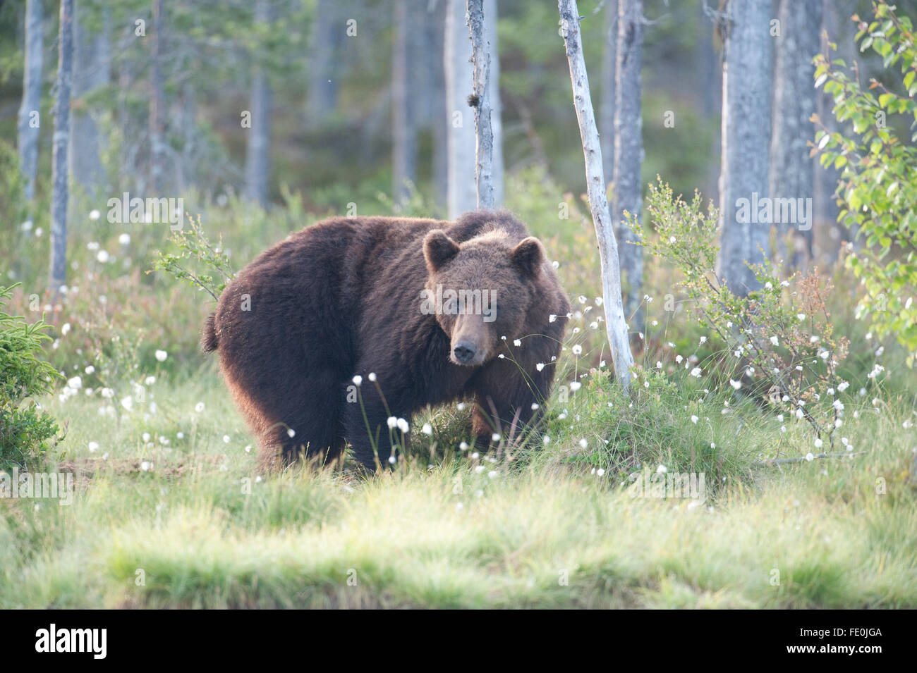 Europäischer Braunbär Ursus Arctos Arctos, Finnland Stockfoto