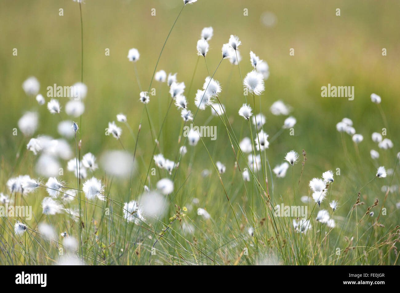 Wollgras, Wollgras Angustifolium, Kuhmo, Finnland Stockfoto