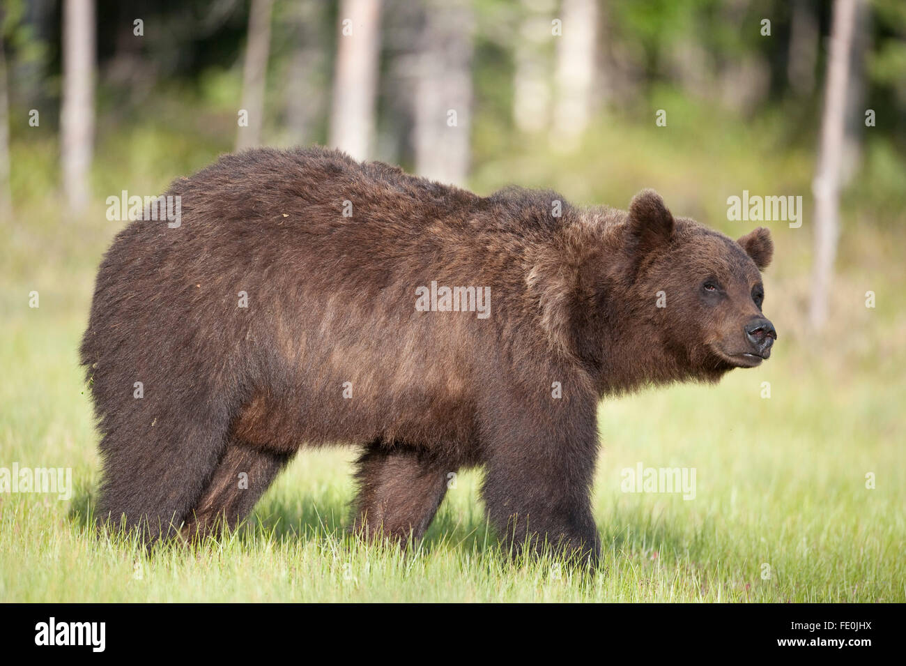 Europäischer Braunbär Ursus Arctos Arctos, Finnland Stockfoto