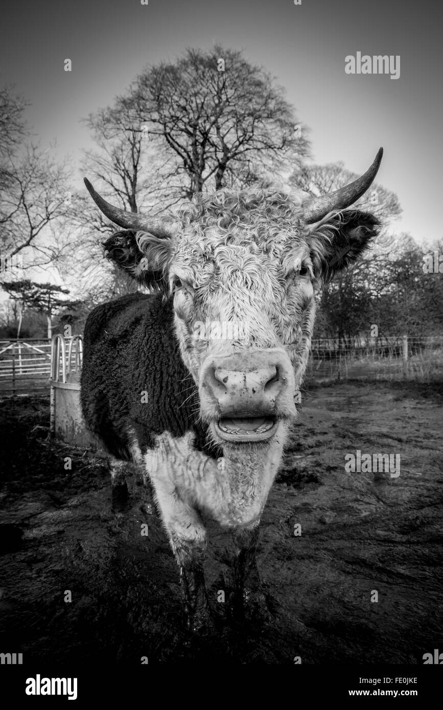 Eine gehörnte Kuh in einem schlammigen Feld auf einem Bauernhof Stockfoto