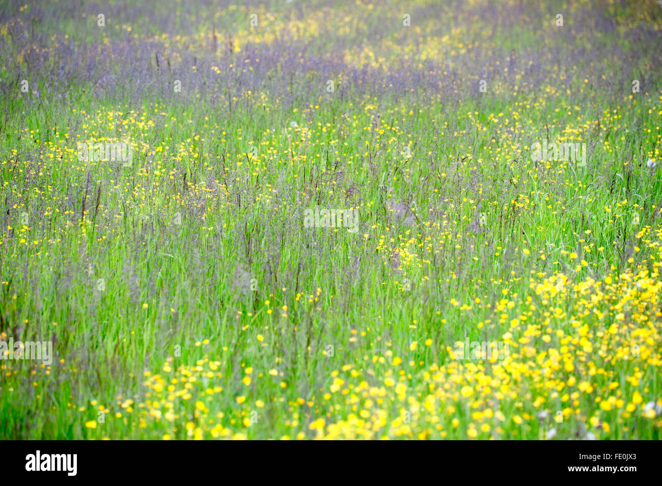 Wiesenblumen und Gräsern, Kuhmo, Finnland Stockfoto