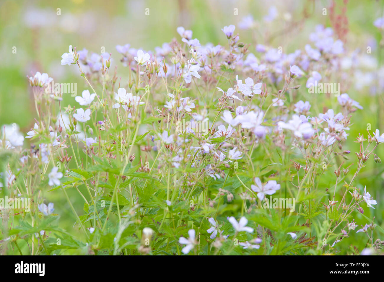 Wiesenblumen und Gräsern, Kuhmo, Finnland Stockfoto