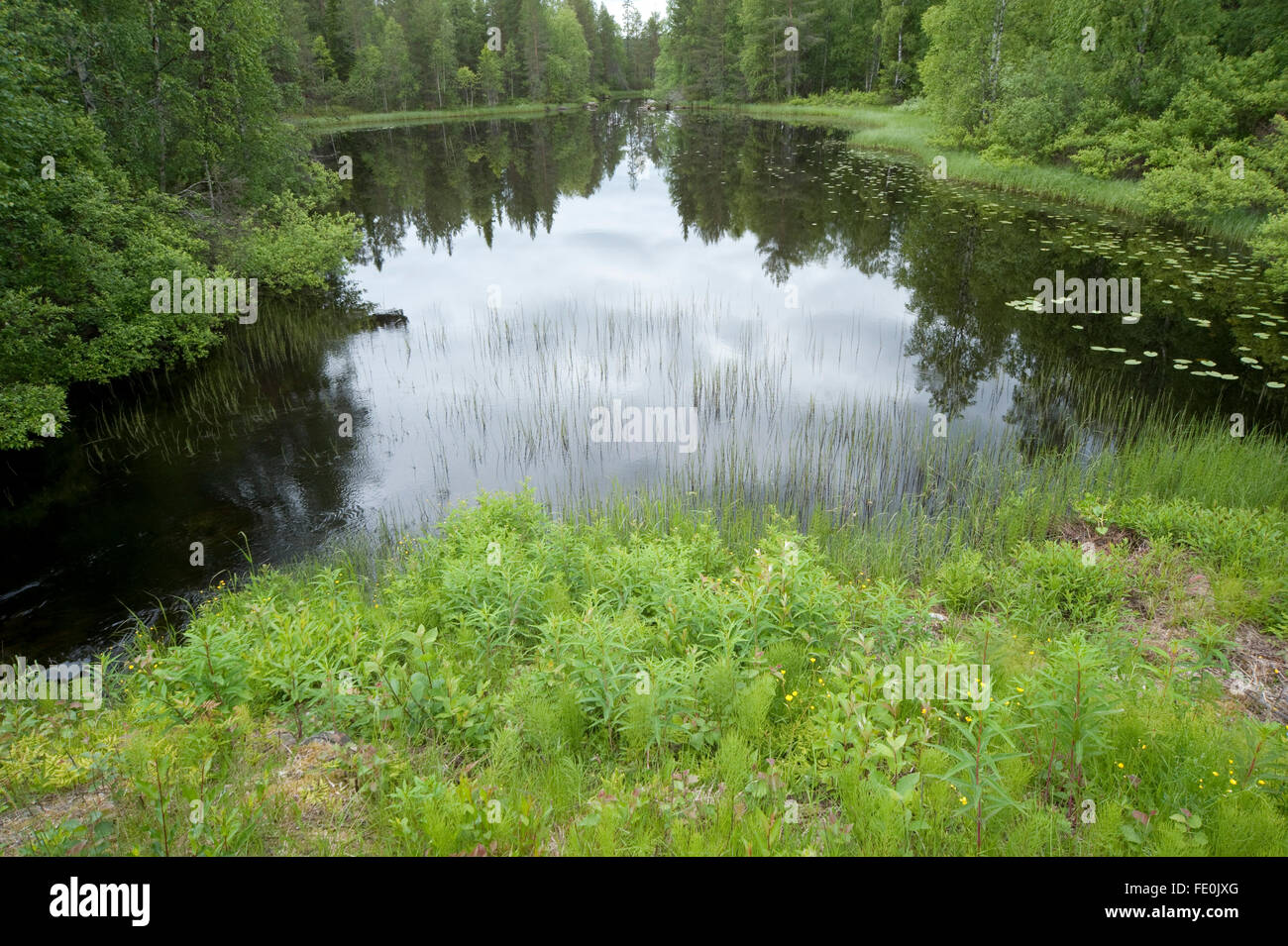 Kleiner See, Kuhmo, Finnland, Stockfoto