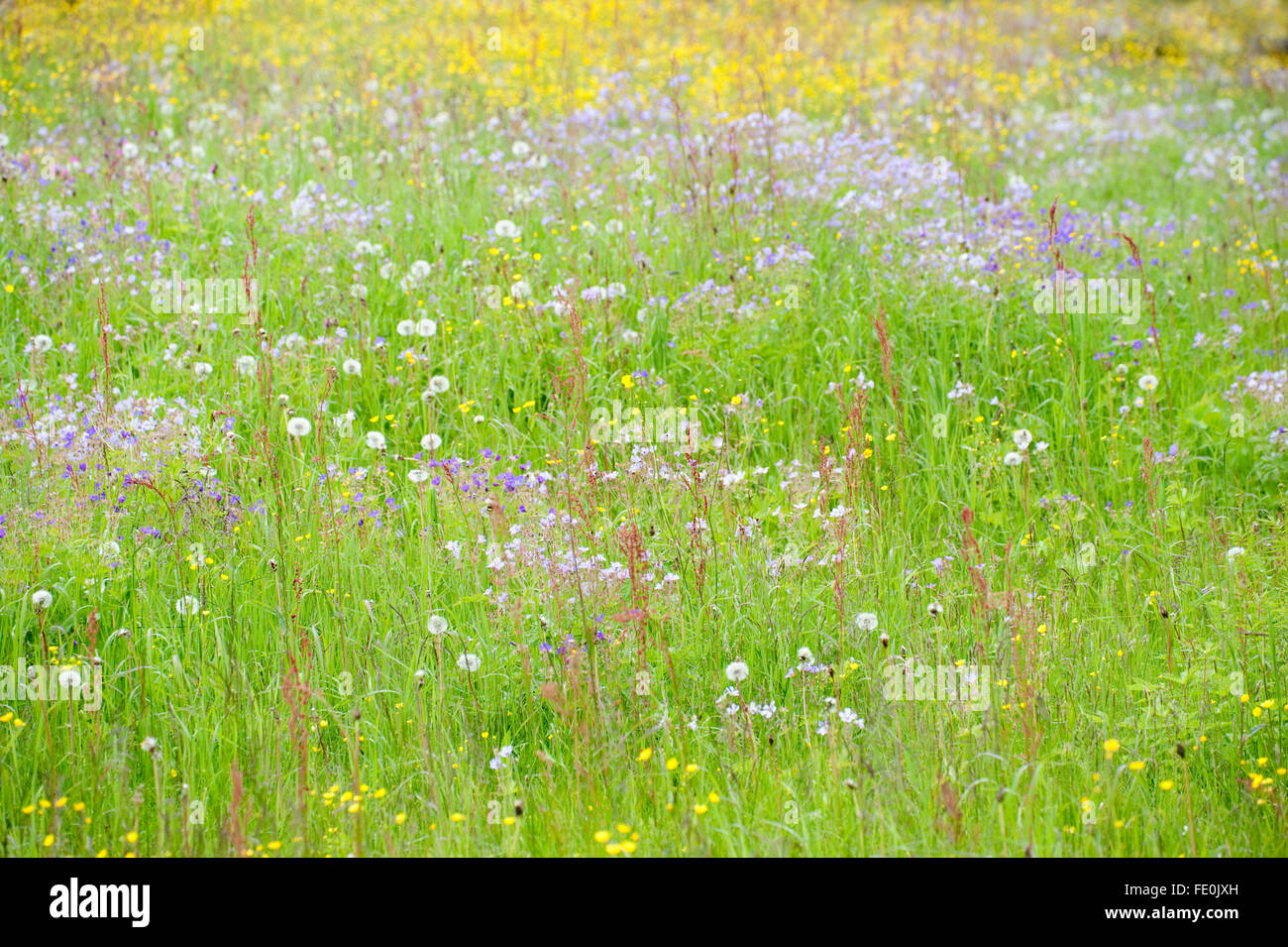 Wiesenblumen und Gräsern, Kuhmo, Finnland Stockfoto