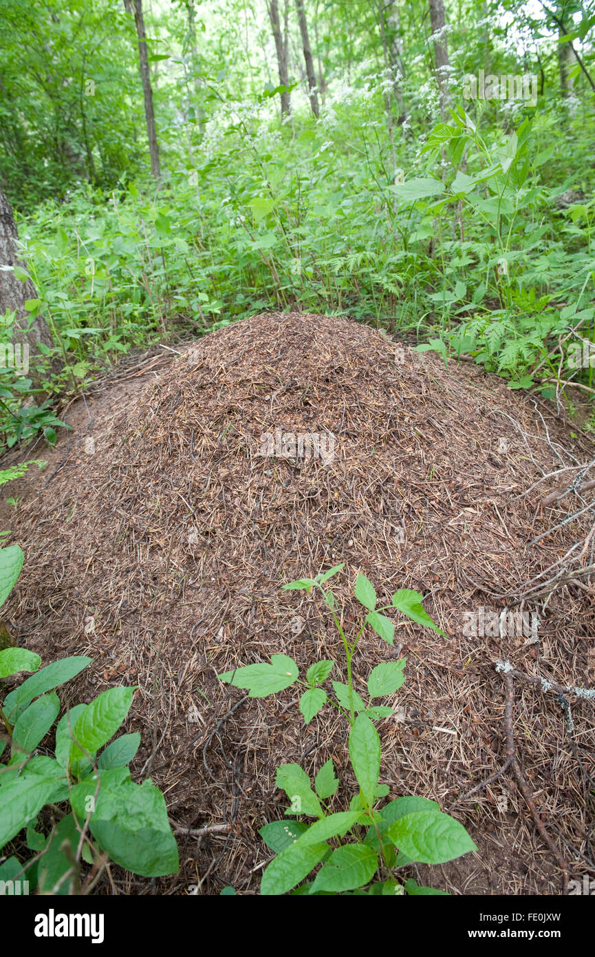 Großen Waldameisen Nest, Hymenoptera: Ameisen, Kuhmo, Finnland Stockfoto