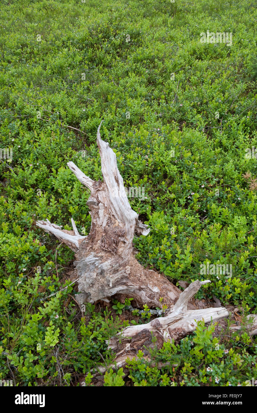 Altes Holz im Wald floor, Anattikoski-Stromschnellen, Lentiira, Kuhmo, Finnland Stockfoto