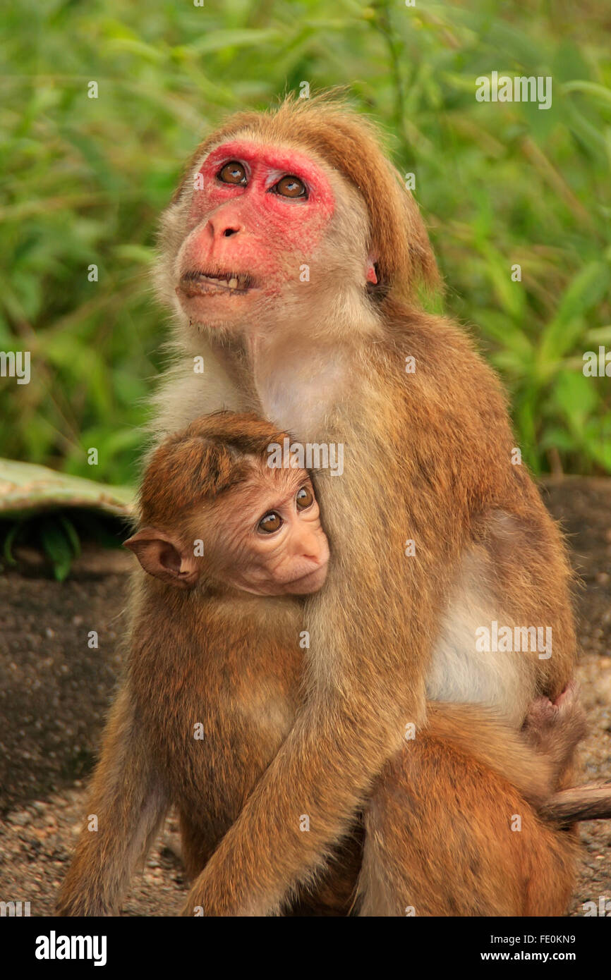 Toque Makaken Mutter und Baby-sitter im Cave Tempel in Dambulla, Sri Lanka. Toque Makaken Leben nur in Sri Lanka. Stockfoto