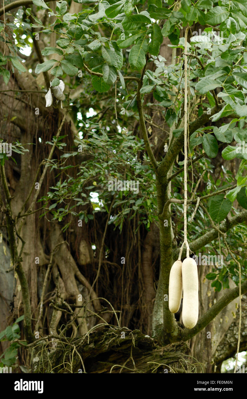 Kigelia (Wurst Baum) Früchte in der Nähe von Moivaro Lodge Stockfoto