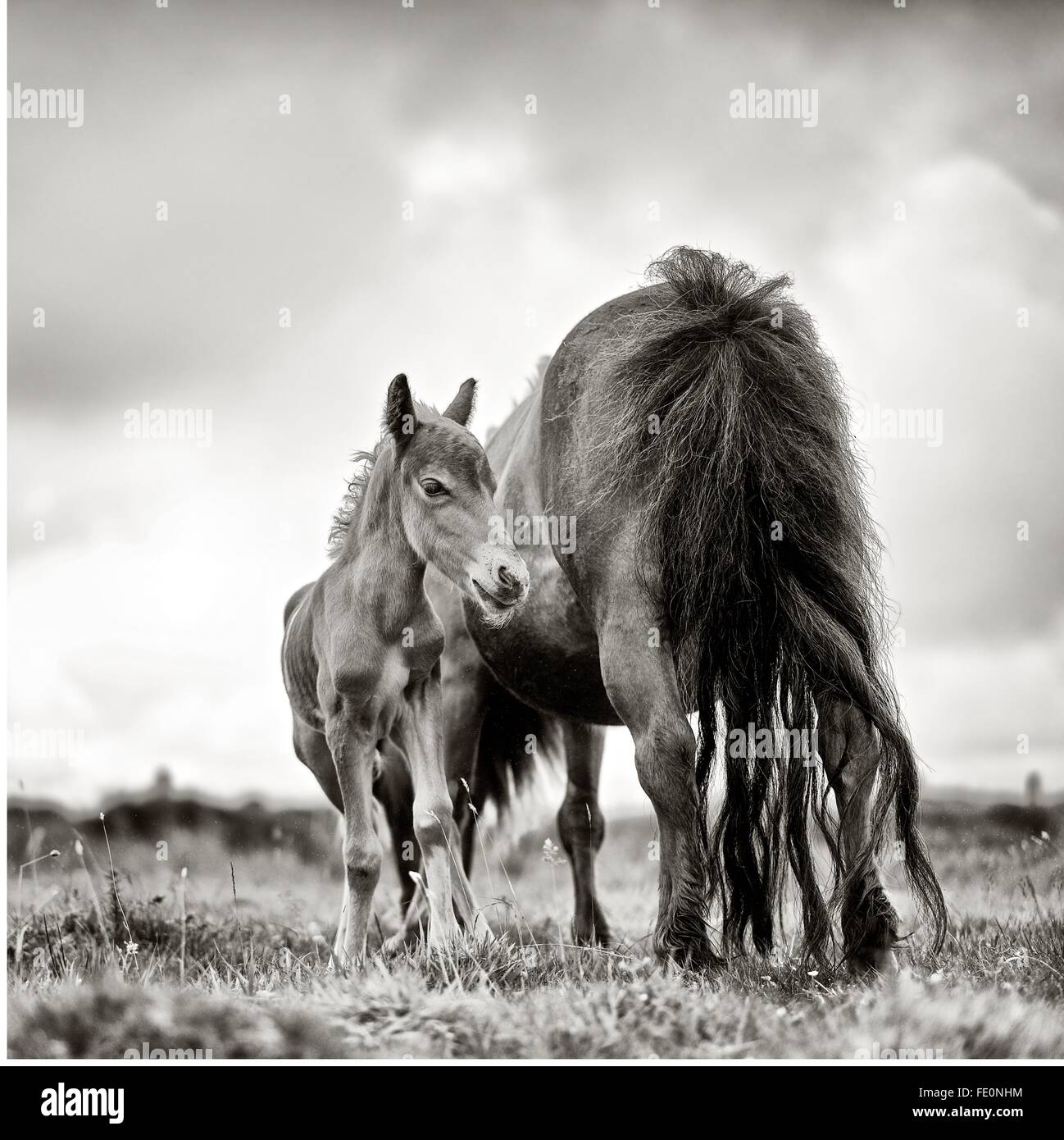 Verlassene Shetlandponys, Stute und Fohlen weiden auf Öffnen Moorland scharf gegen ein bewölkter Himmel gerendert. In getönten schwarz-weiß & Stockfoto