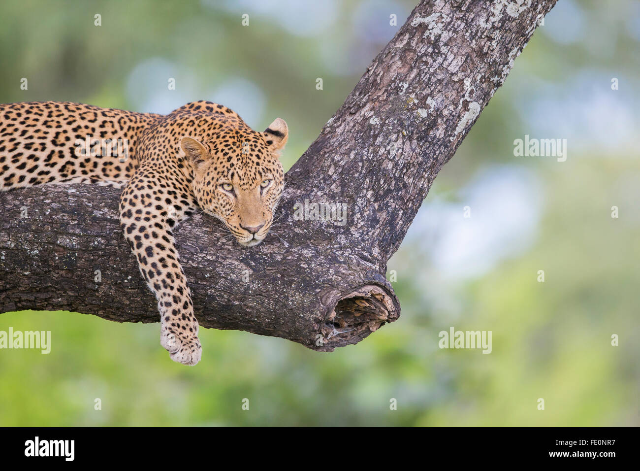 Männliche Leopard liegend auf einem Ast Stockfotografie
