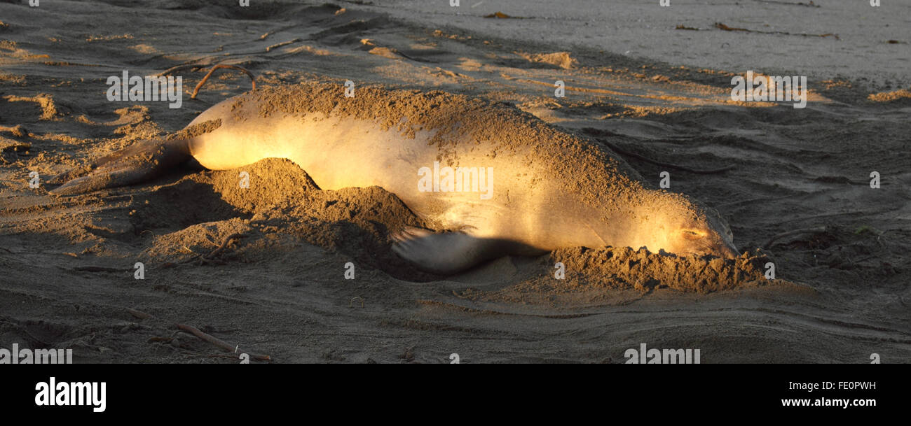 Ein See-Elefant schlafen, während im Sand begraben. Stockfoto