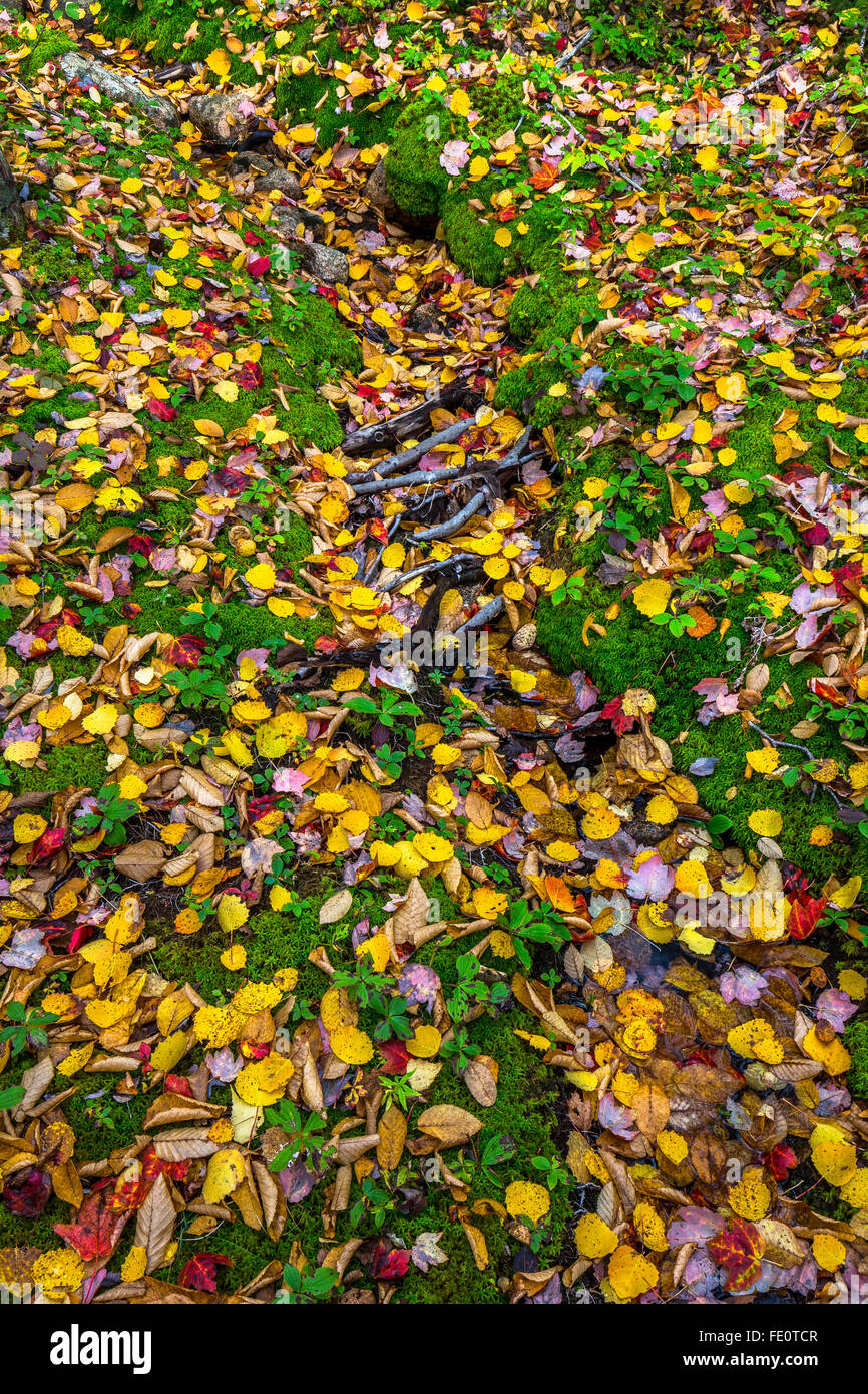 Rote und gelbe Blätter Wurf auf den Boden im Herbst im Acadia-Nationalpark, Mount Desert Island, Maine, New England, USA. Stockfoto