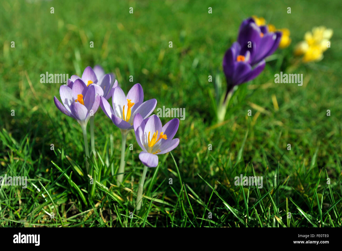 Frühlingsblumen Sie Crocus wächst Gras. Stockfoto