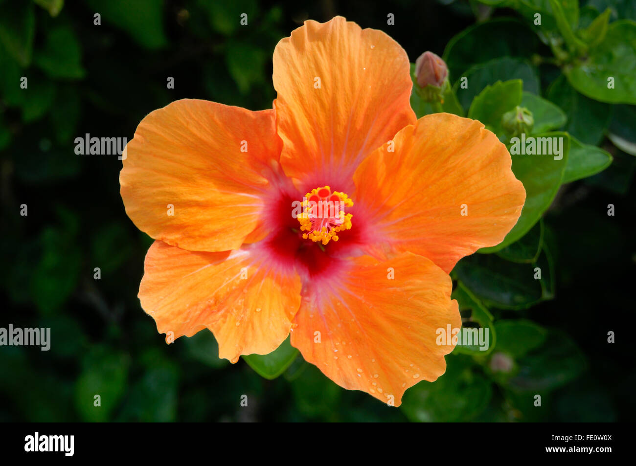 Makro oder Nahaufnahme von pulsierenden orange und Koralle Hibiskusblüte mit dunkelrosa Mitte mit Perlen Tau aus Hawaii Stockfoto