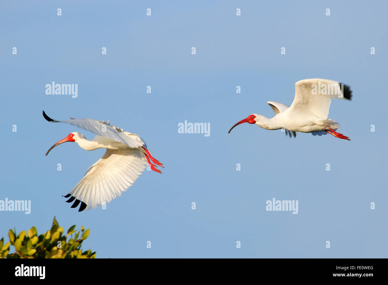 Weiße Ibisse (Eudocimus Albus) im Flug Stockfoto