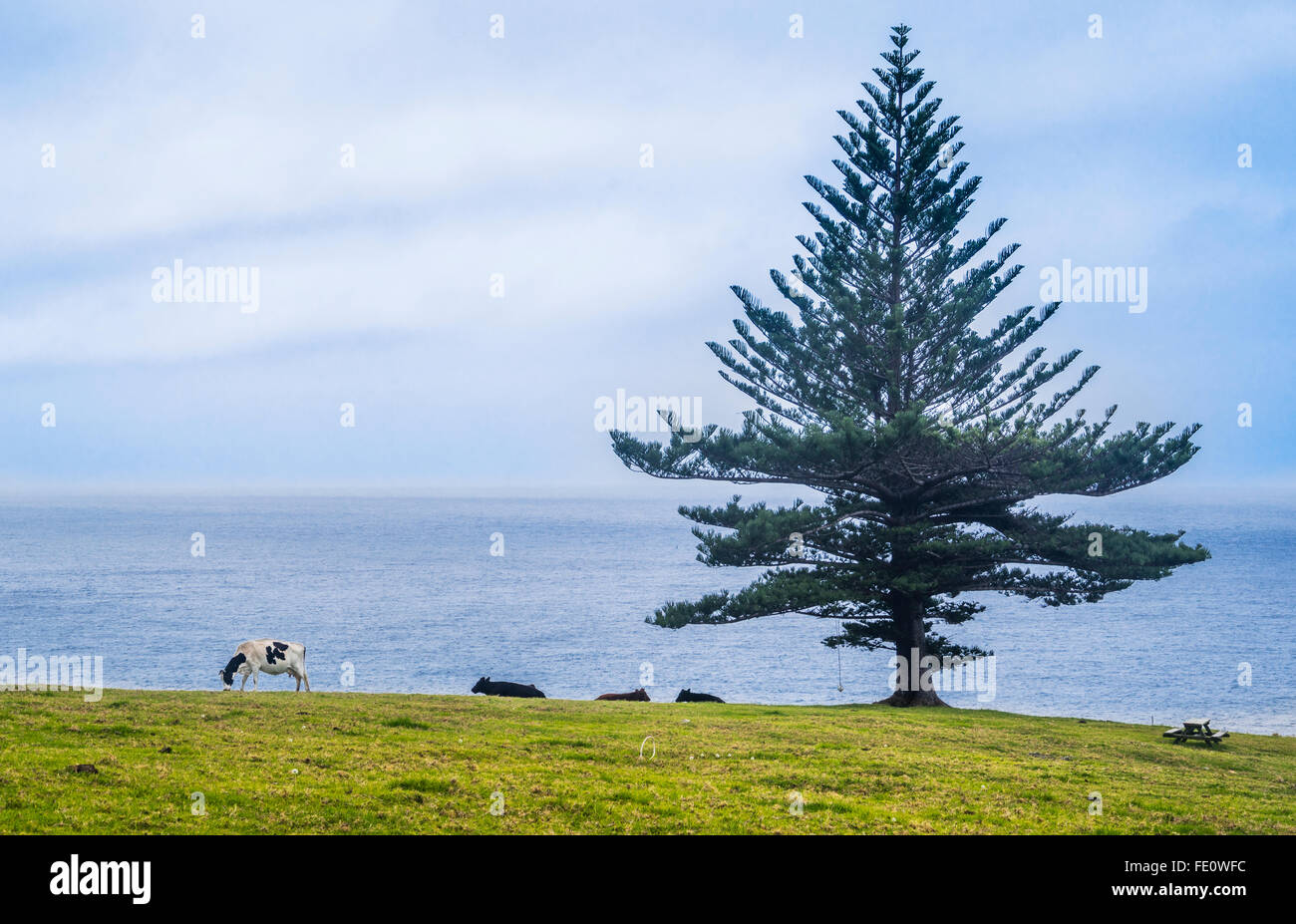 Lord-Howe-Insel in der Tasmanischen See, Milchkühe grasen friedlich auf der Wiese über dem nahen Strand Stockfoto