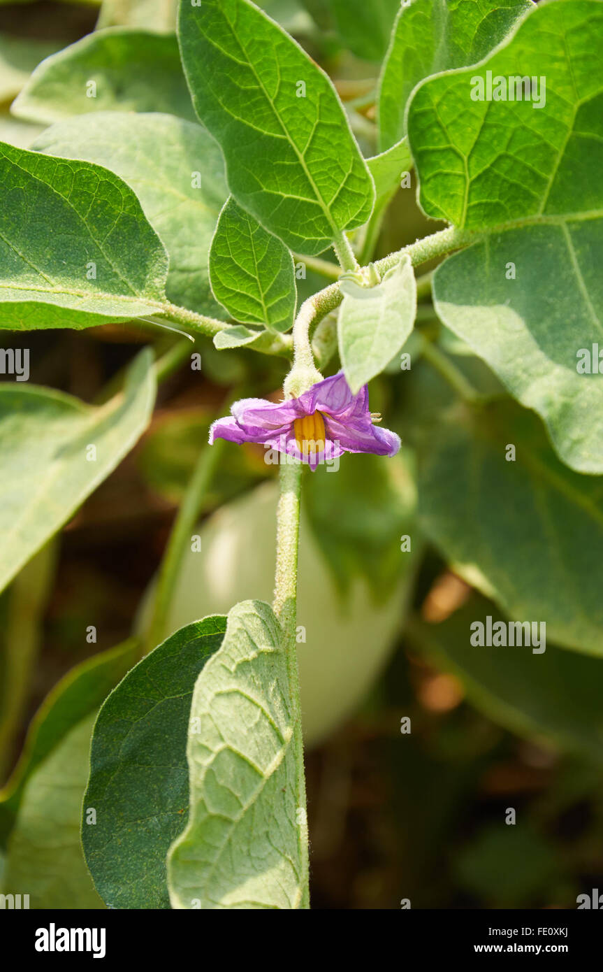 Lila Blume des weißen Auberginen wächst auf den Busch Stockfoto