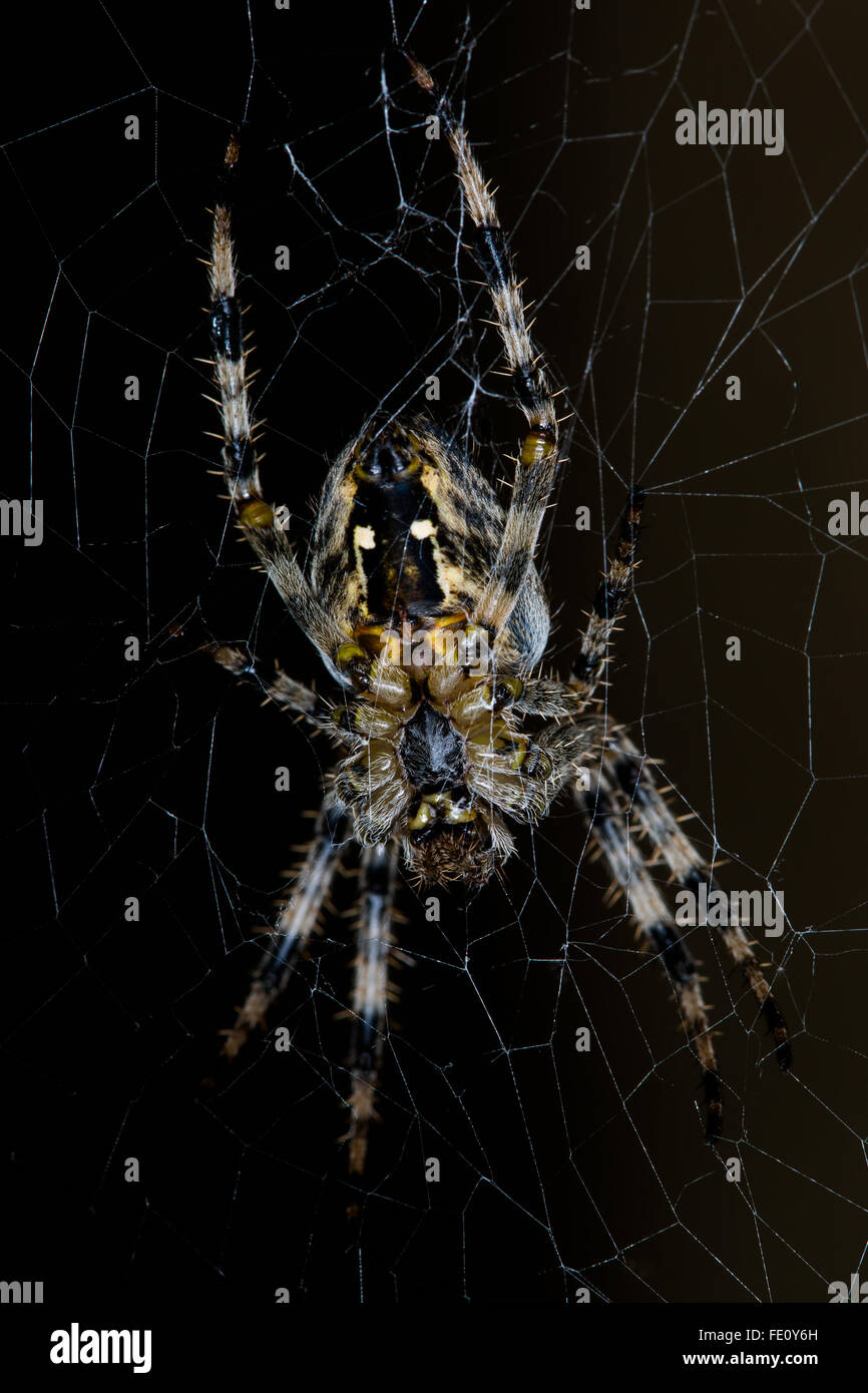 Araneus Diadematus, bekannt als Diadem Spider bzw. cross-Spinne, das Web, auf schwarzem Hintergrund isoliert. Stockfoto