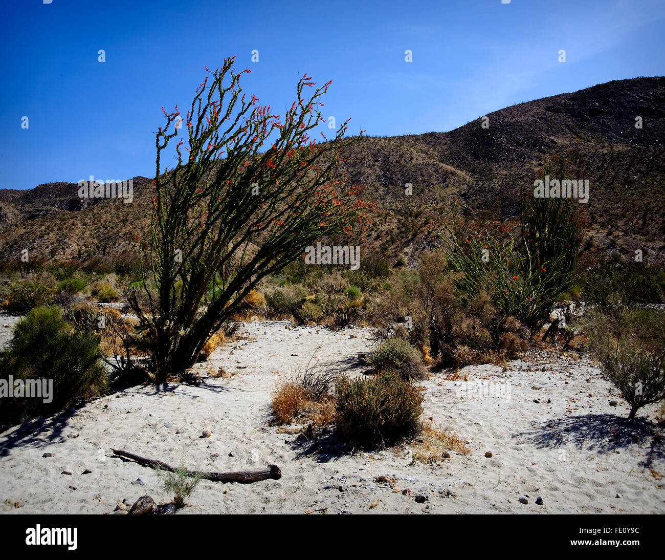 Ocotillo dornige Strauch in voller Frühling blühen in der Mojave-Wüste.  Rote Blüten die Ocotillo sind die einzige Blüte Blume. Stockfoto