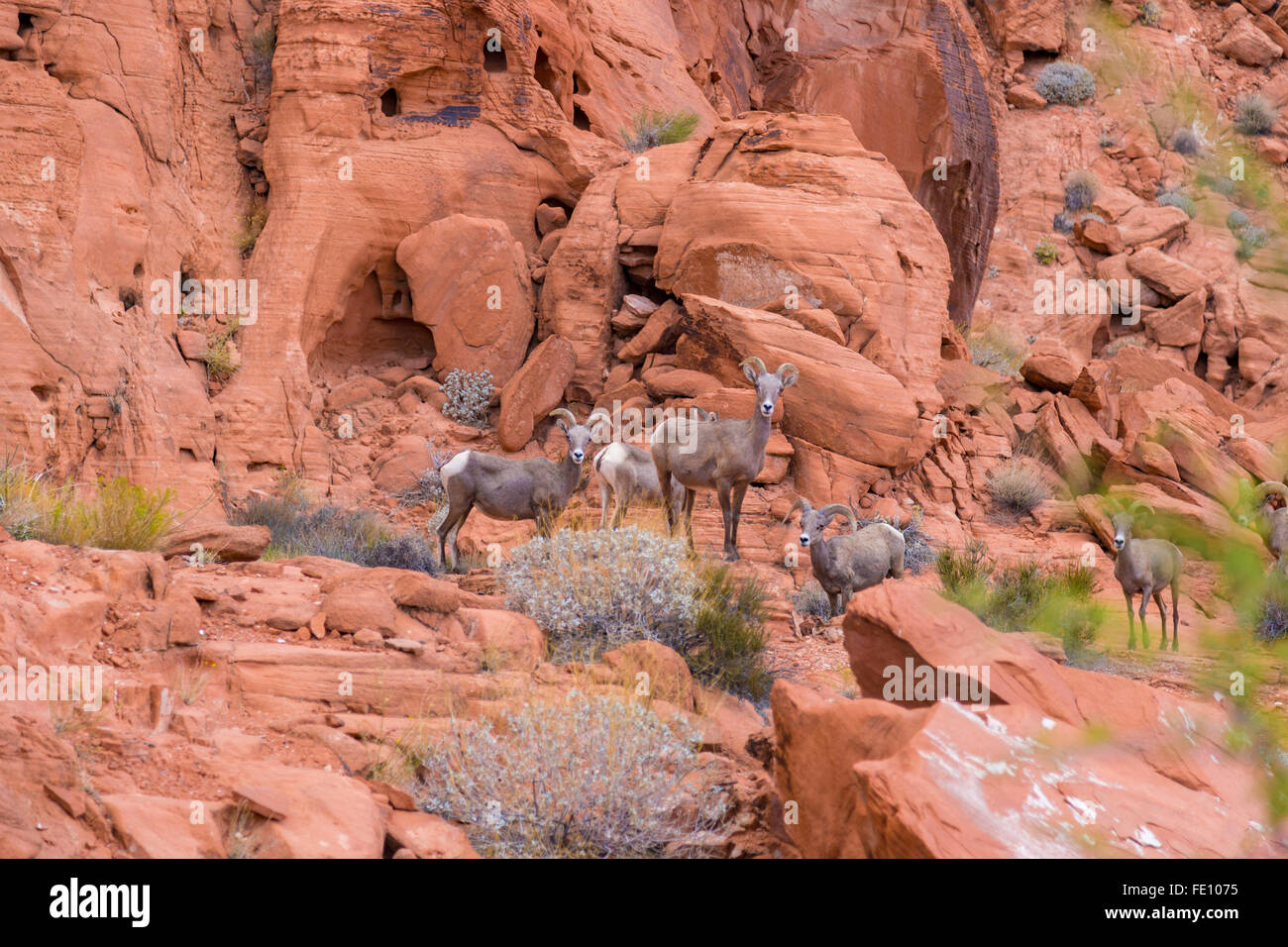 Wüste Dickhornschafe im Valley of Fire State Park, Nevada, USA Stockfoto