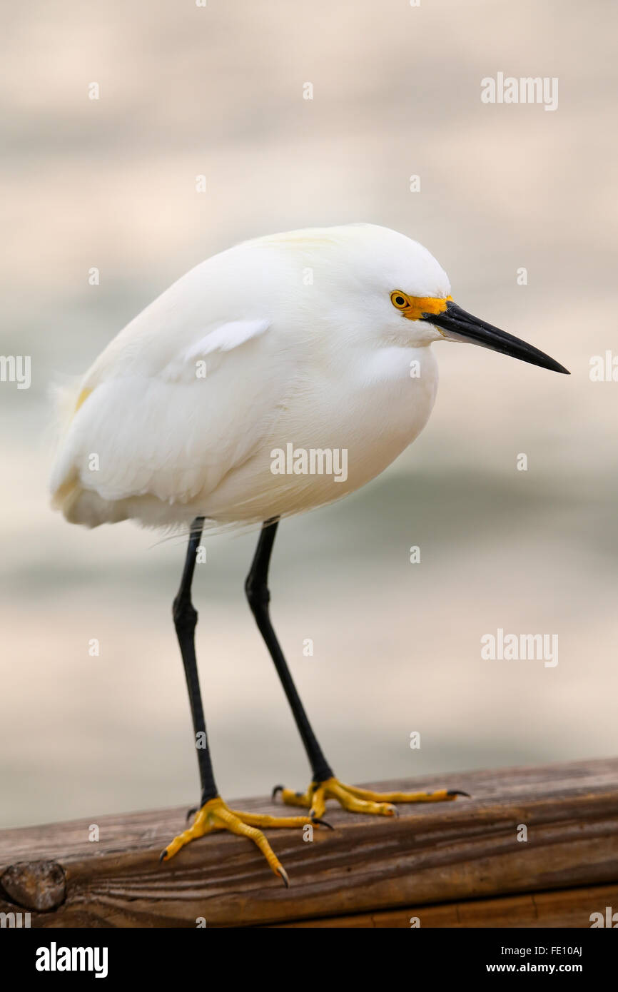 Snowy Silberreiher (Egretta unaufger) stehend auf Promenade Geländer Stockfoto