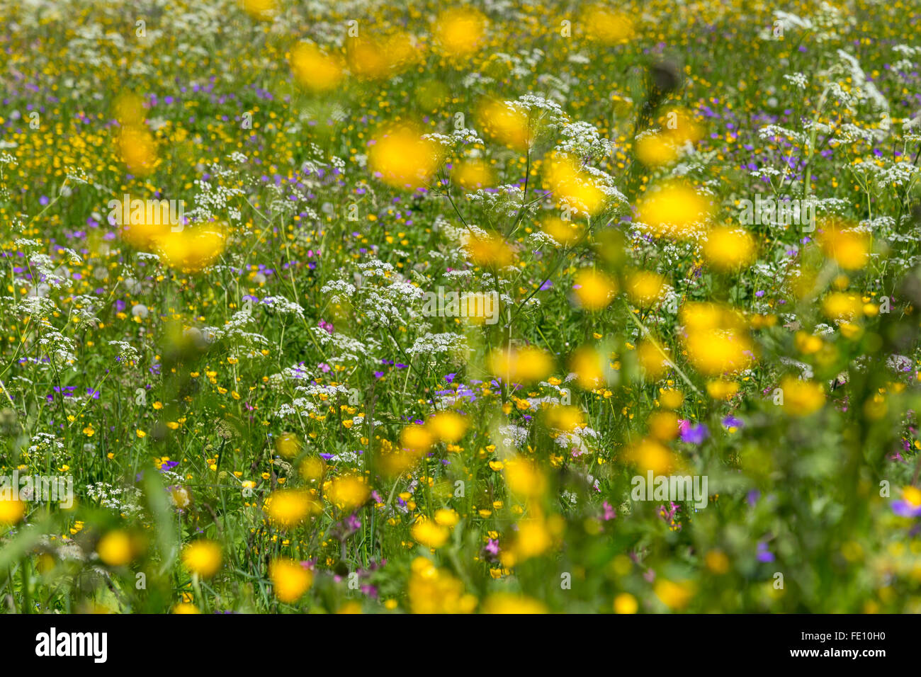 Bereich der gelben Blüten in den Schweizer Alpen, in der Nähe von Kandersteg, Schweiz Stockfoto
