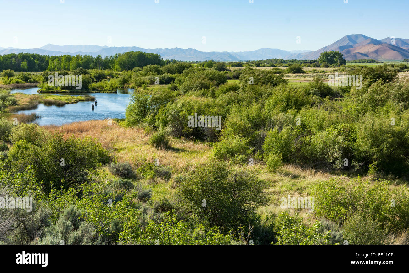 Idaho, Bellevue, Silver Creek Preserve, Fliege Fischer Forellenfischen Stockfoto