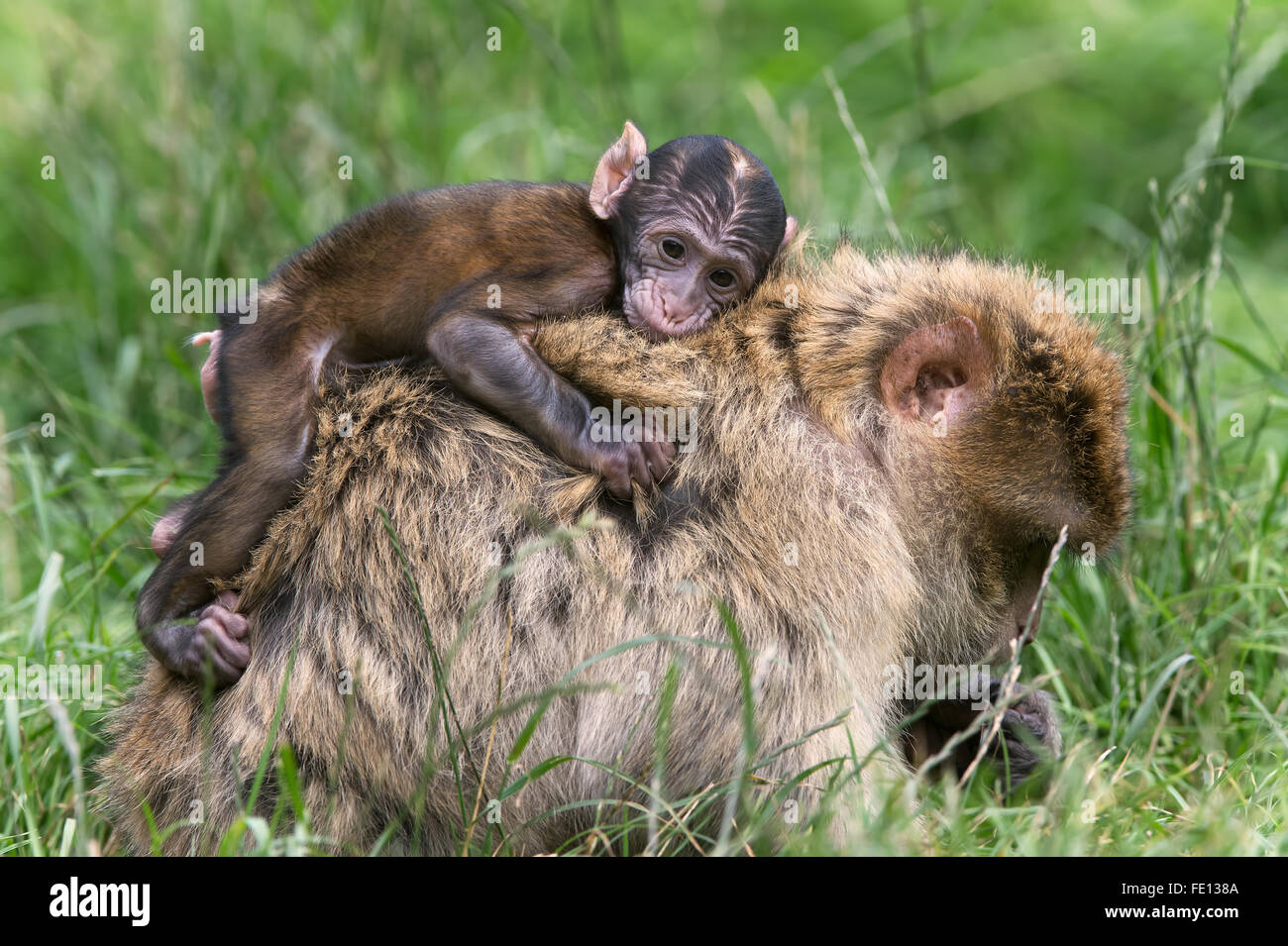 Berberaffe (Macaca Sylvanus) Stockfoto
