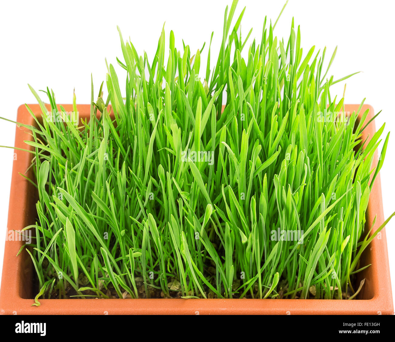 Grass Topf isoliert auf weißem Hintergrund Stockfoto