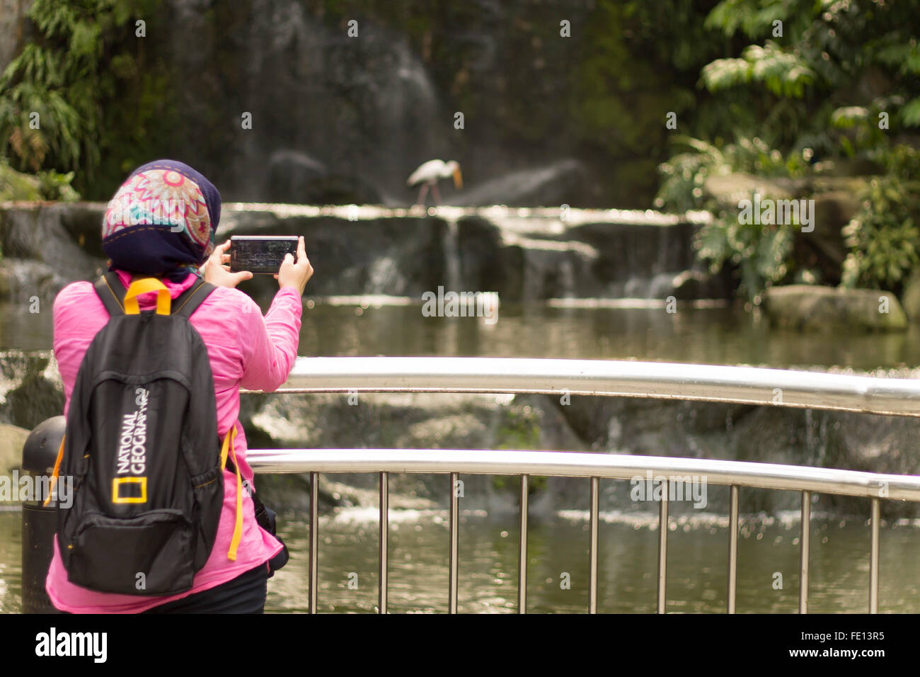 Eine muslimische Touristen Frau mit Hijab und einem nationalen Geographie-Rucksack wandern im Vogelpark in Kuala Lumpur, Malaysia Stockfoto