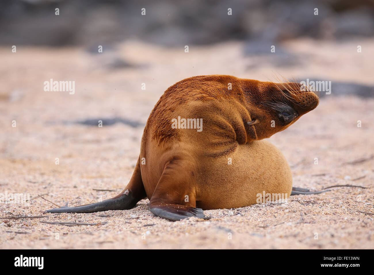 Young Galapagos-Seelöwe (Zalophus Wollebaeki) auf North Seymour Island, Galapagos Nationalpark in Ecuador Stockfoto