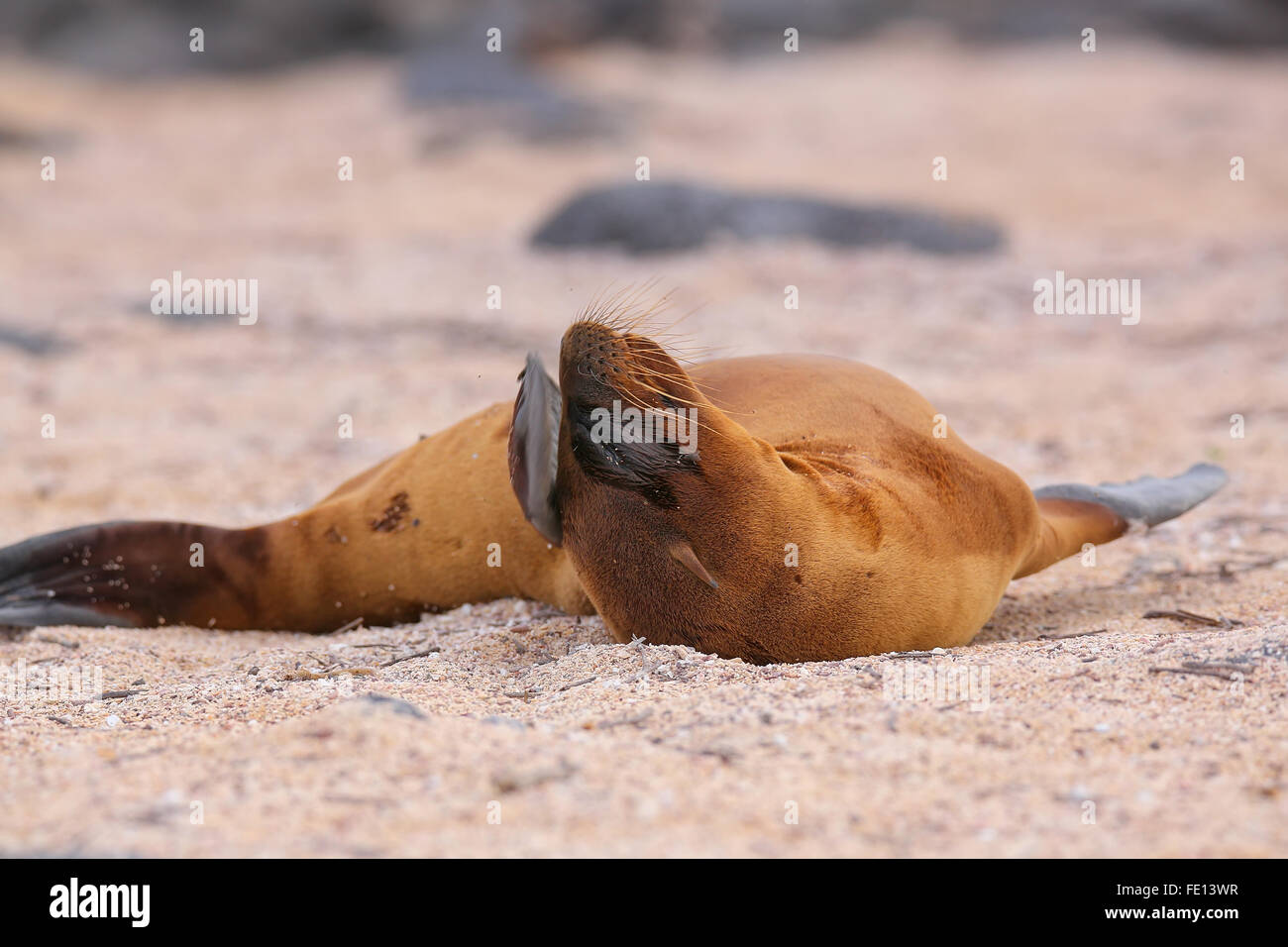 Young Galapagos-Seelöwen am Strand (Zalophus Wollebaeki) auf North Seymour Island, Galapagos Nationalpark in Ecuador liegen Stockfoto