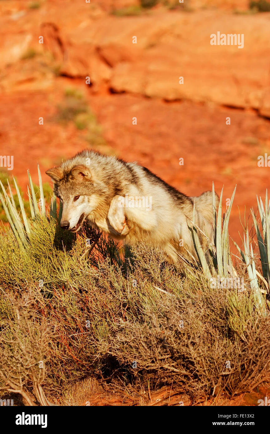 Grauer Wolf (Canis Lupus) in einer Wüste mit roten Felsformationen Stockfoto