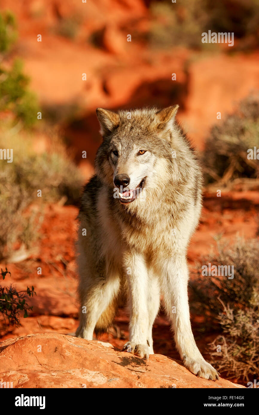 Grauer Wolf (Canis Lupus) in einer Wüste mit roten Felsformationen Stockfoto