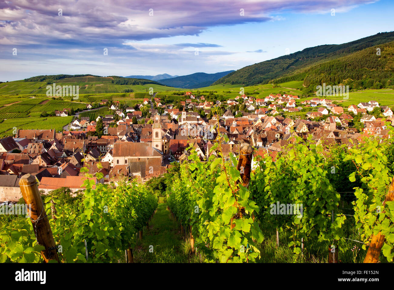 Am frühen Morgen Blick über Riquewihr, Elsass, Frankreich Stockfoto