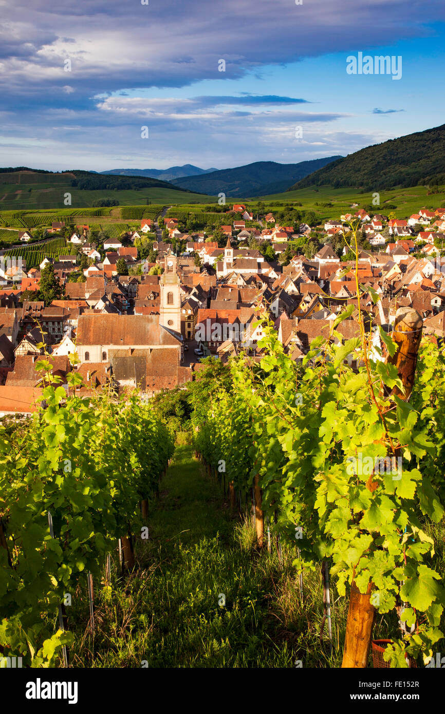 Am frühen Morgen Blick über Riquewihr, Elsass, Frankreich Stockfoto