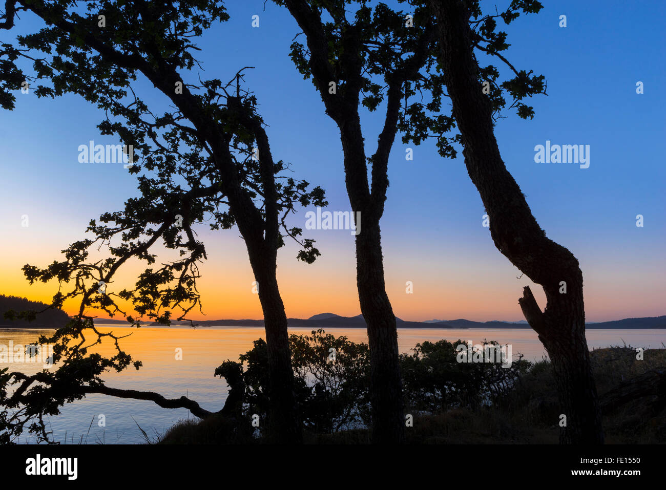 Saltspring Island, Britisch-Kolumbien: Pinien Silhouette in der Abenddämmerung auf Biber Punkt mit Swanson Kanal im Hintergrund, Ruck Stockfoto