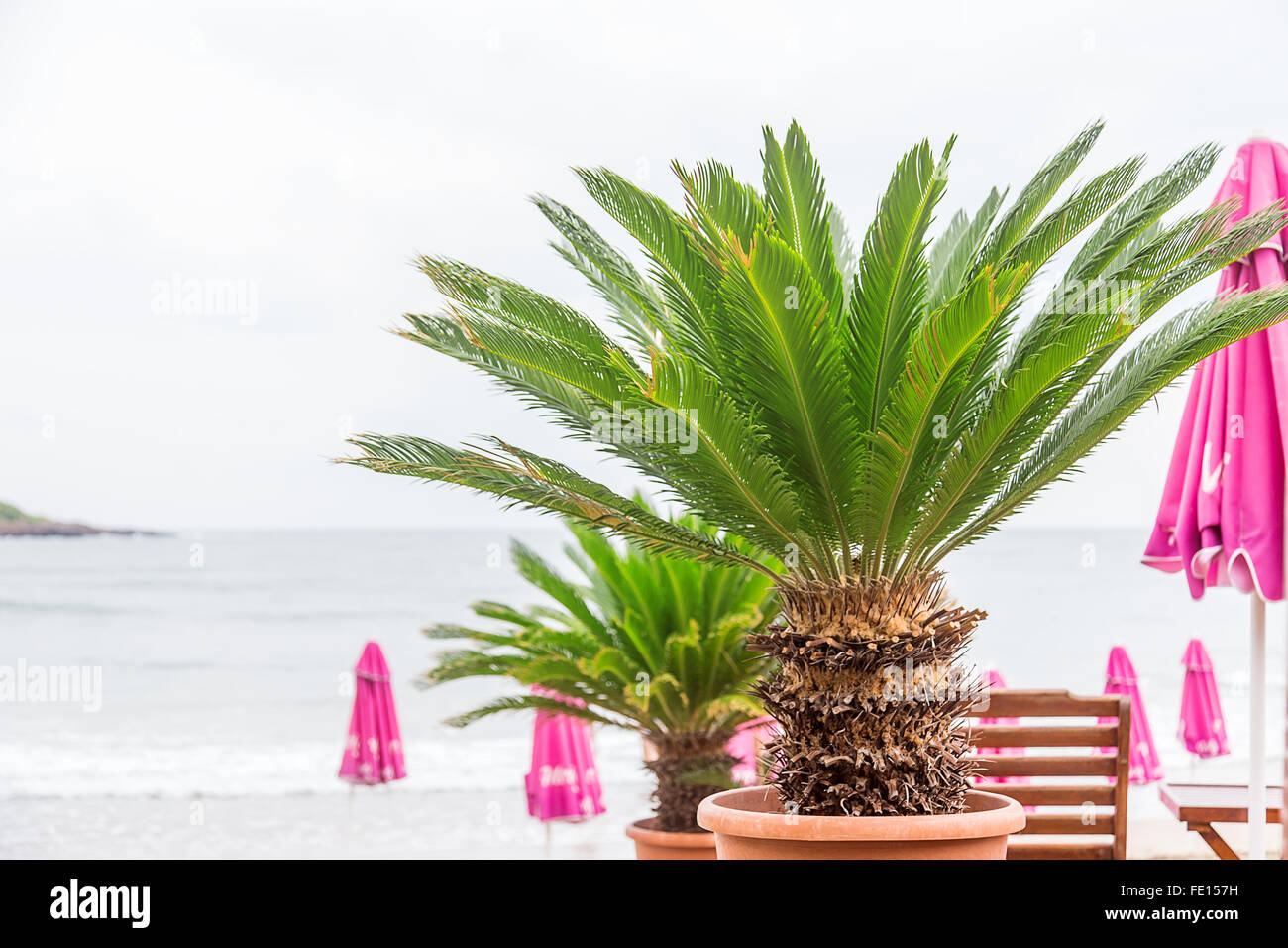 grüne Palme Wedel blaue Meer Stockfoto