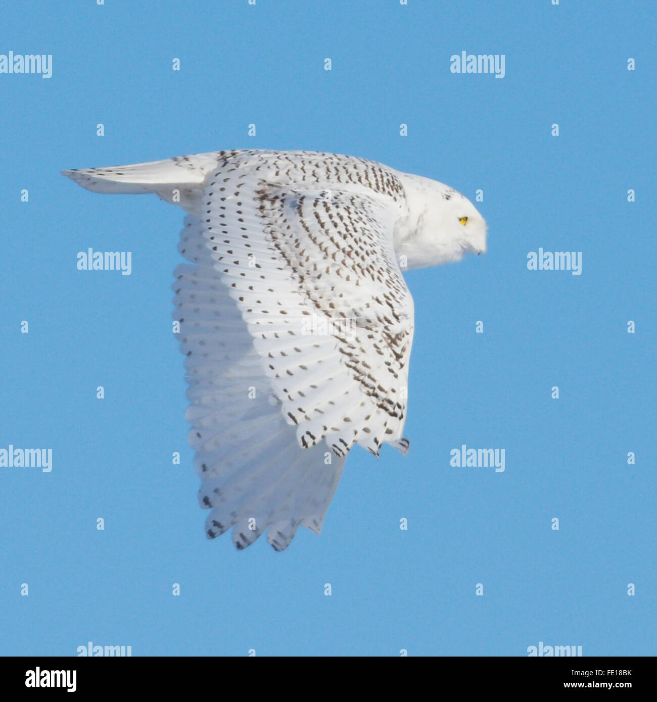 Snowy Owl im Flug Profil blue sky Stockfoto