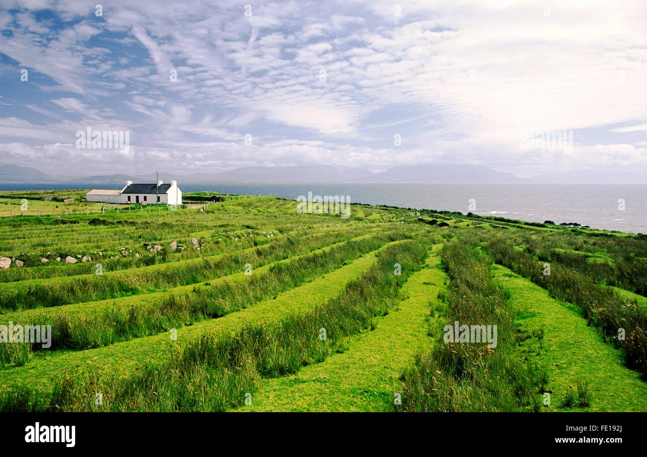 Ferienhaus Croft Farm zeigt Ridge und Furche Anbau Feld Muster auf Clare Island vor der Küste der Grafschaft Mayo, Irland Stockfoto