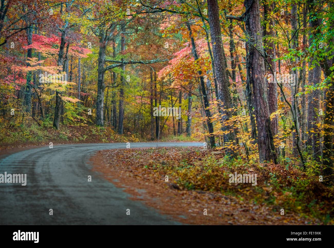 Land-Feldweg schlängelt sich durch die Farben des Herbstes Stockfoto