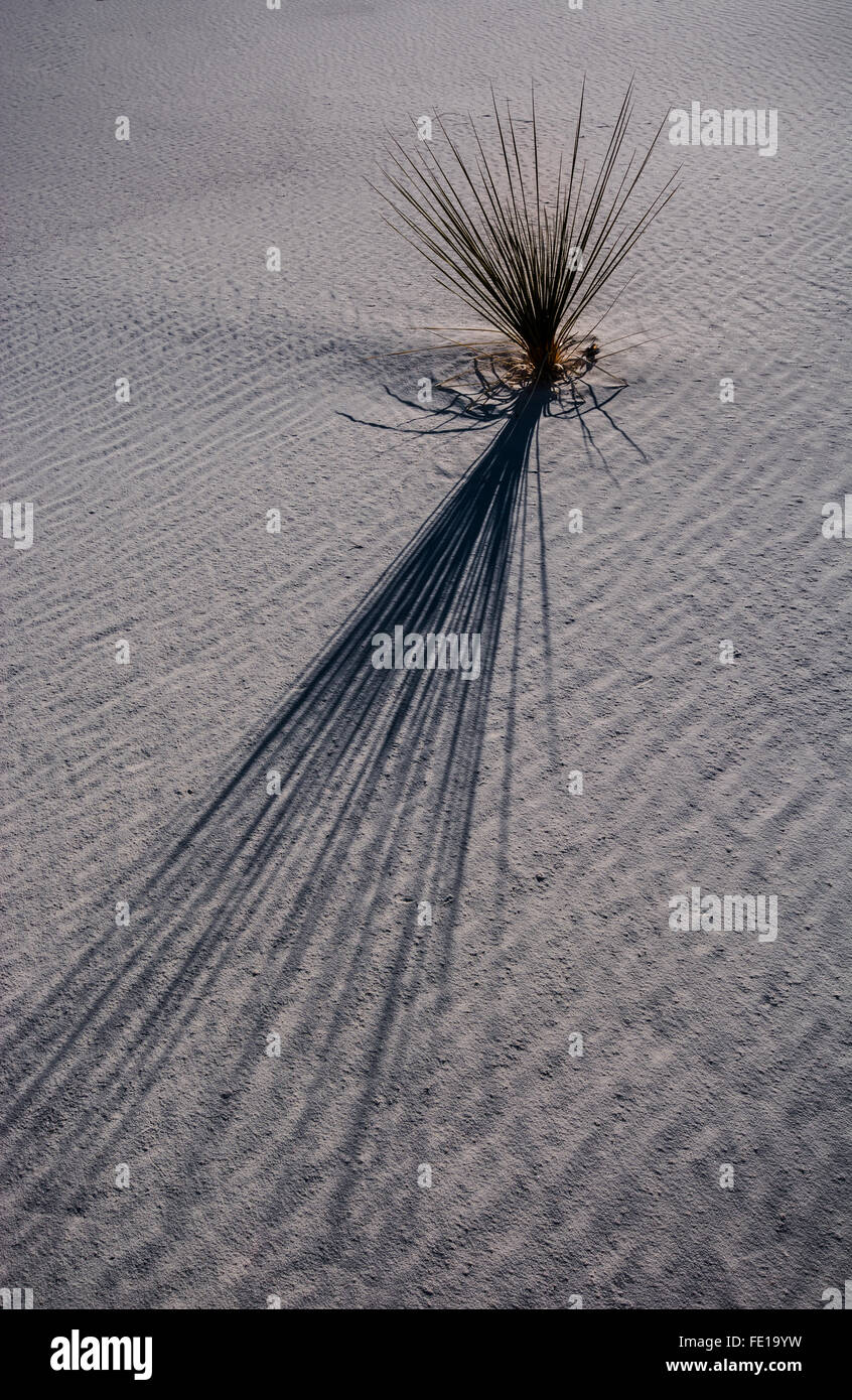 Schatten einer Anlage über weißen Sand gegossen Stockfoto