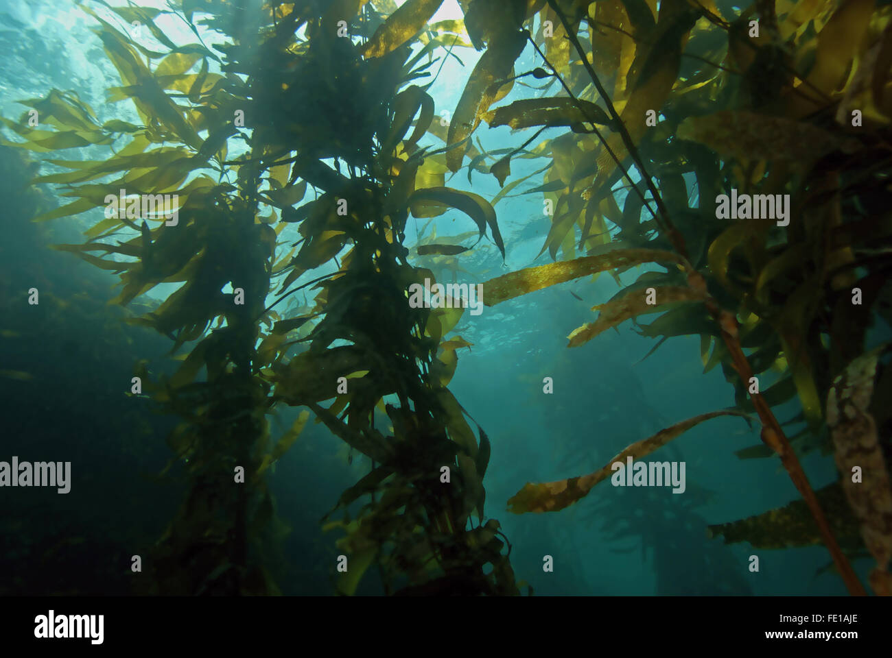 Algen-Seetang unter Wasser am California reef Stockfoto