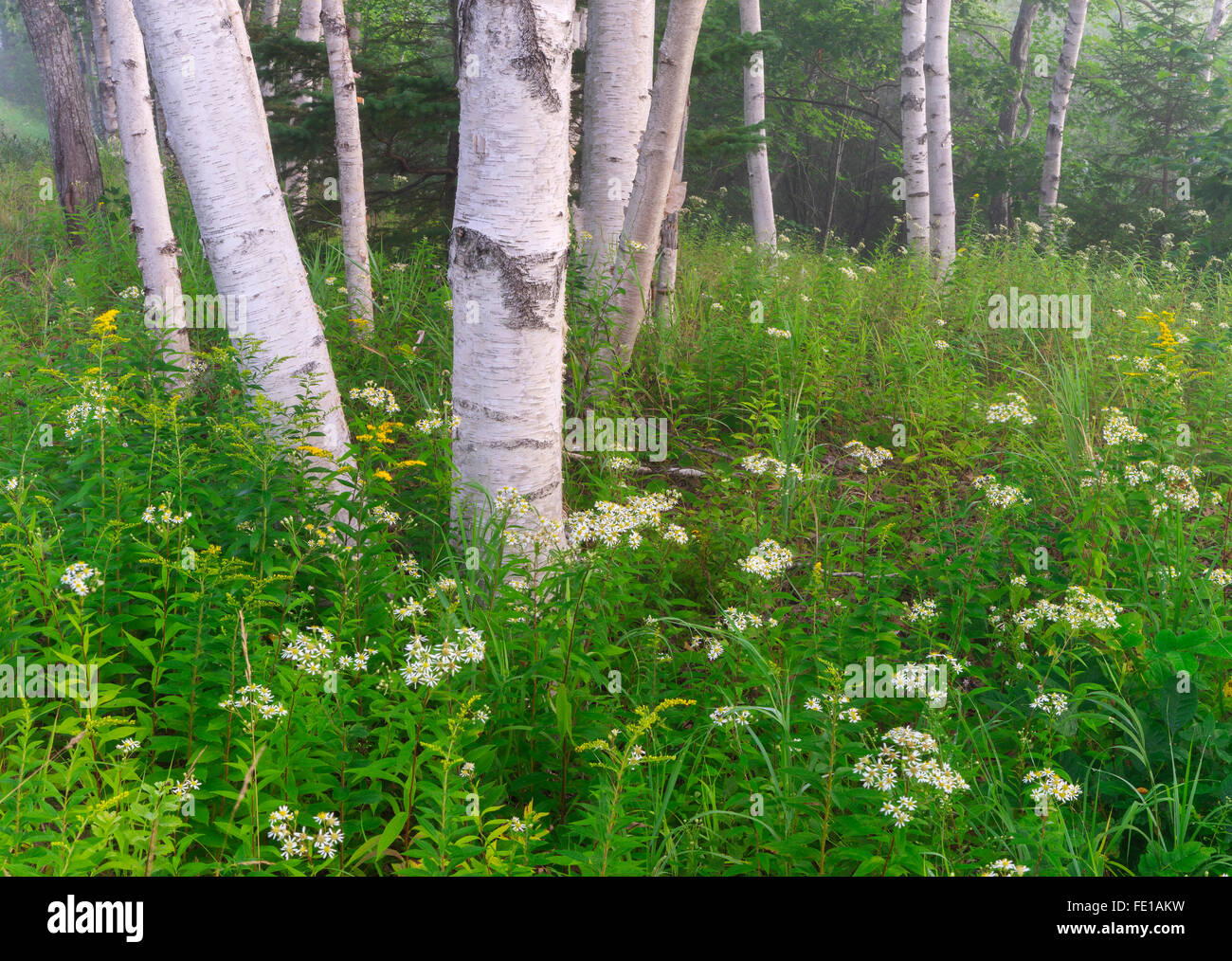 Acadia Naional Park, Maine: weiße Birke (Betula Papyrifa) und Ahorn Wald Detail, Sommer. Stockfoto
