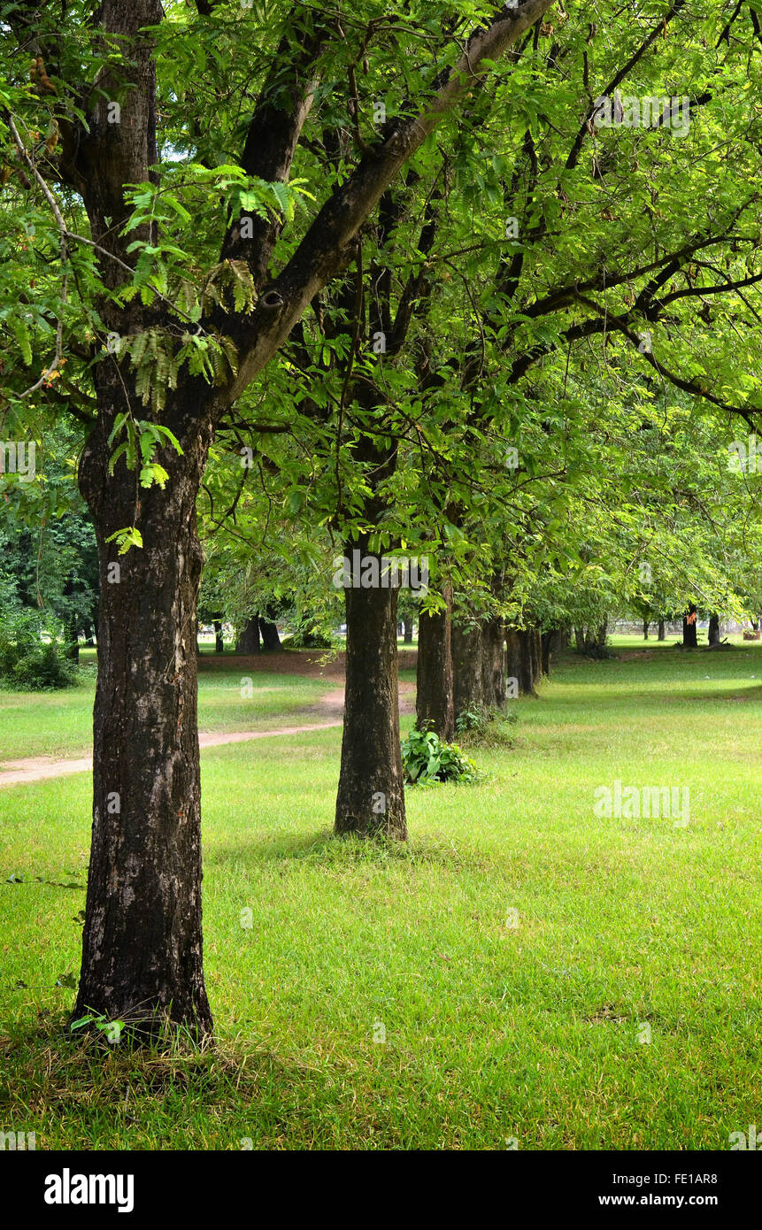 Bäumen und grünen Rasen an einem hellen Sommertag Stockfoto