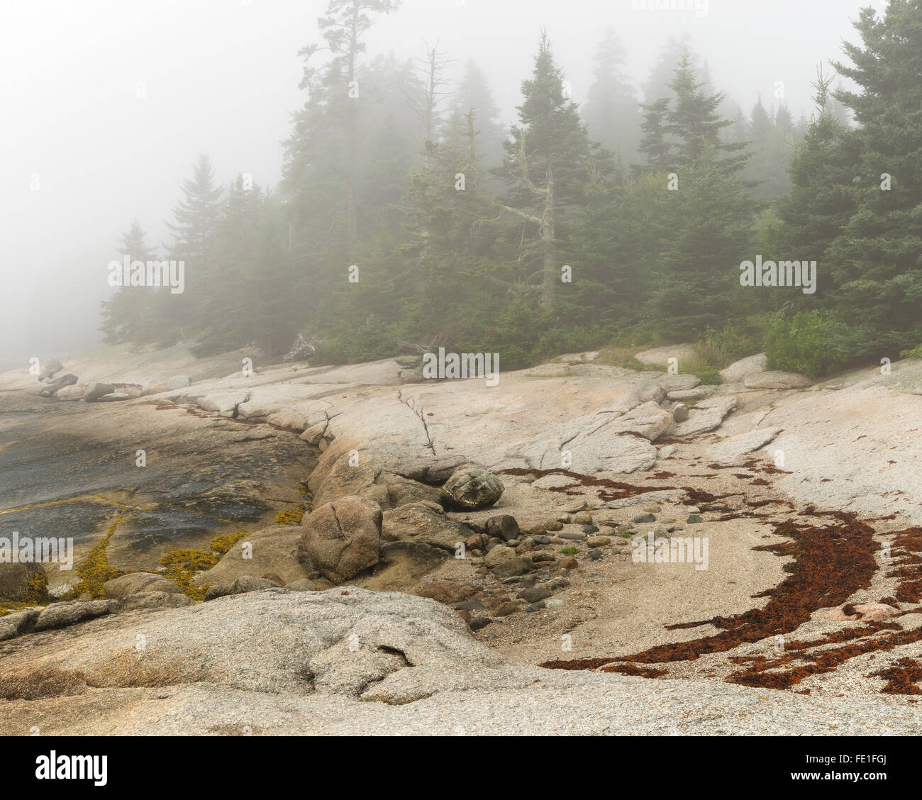 Deer Isle, Maine: Felsen eingefasst Ufer an der Küste von Maine im Nebel, Ebbe Stockfoto