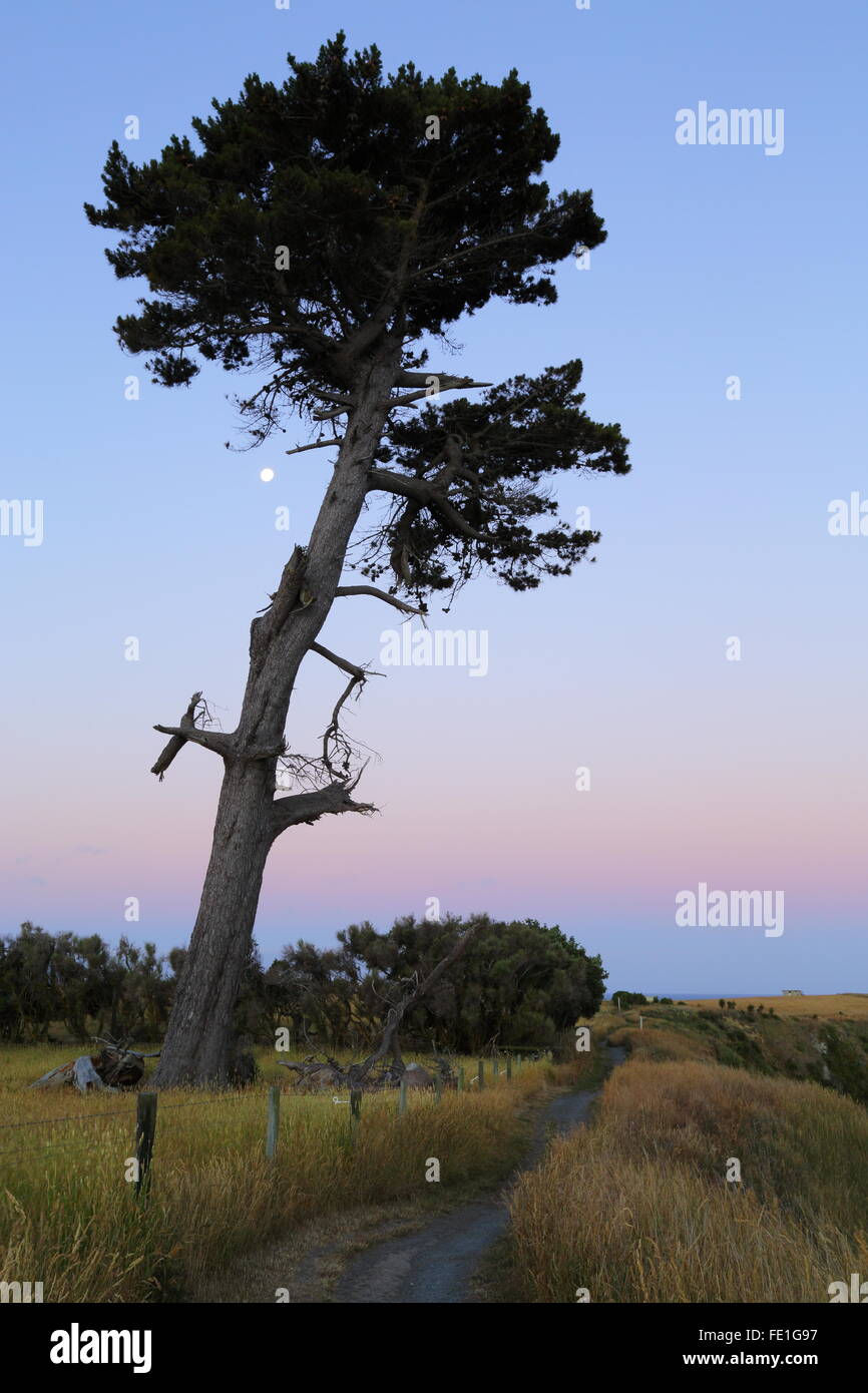Ein großer Baum auf einer Wiese hohem goldenen und grünen Gras in Kaikoura, Neuseeland. Stockfoto