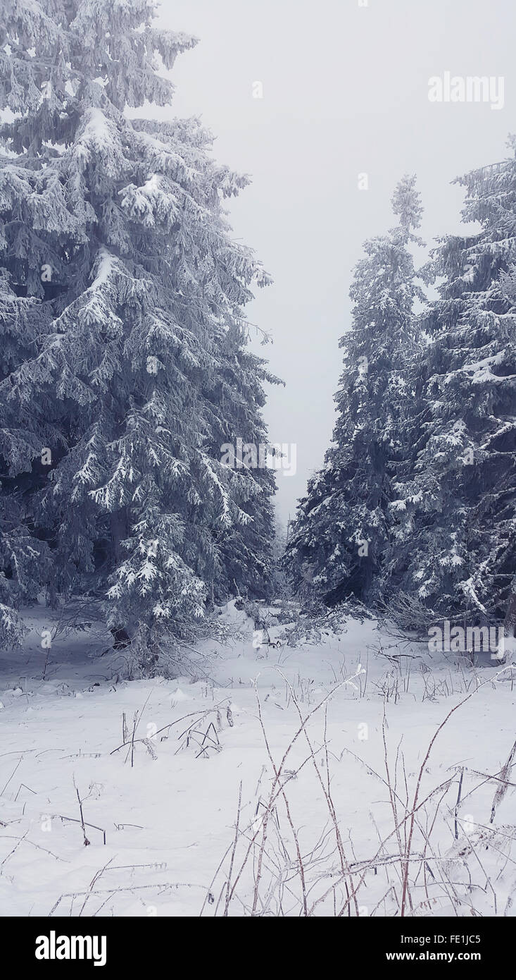 Schneebedeckte Tannen an einem nebligen Tag Stockfoto