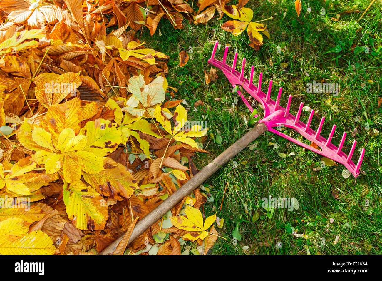 Haufen von Herbstlaub und Harke auf Rasen Stockfoto